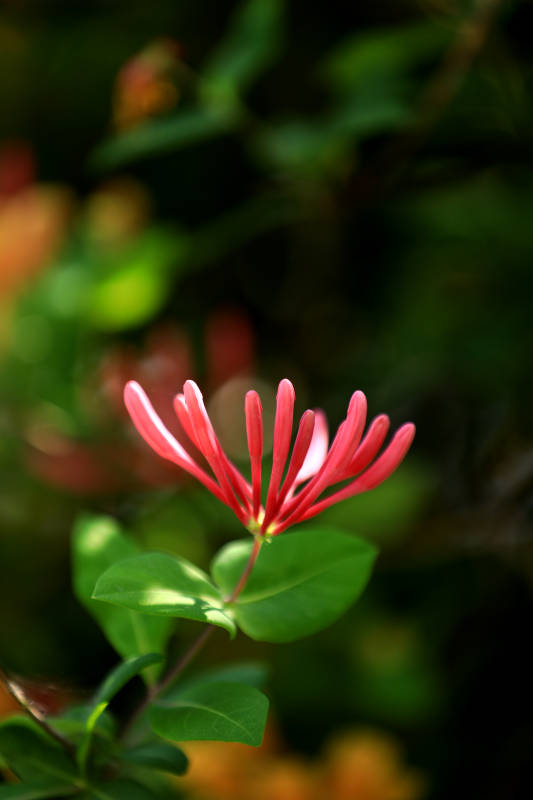 红色花朵的特写镜头图片