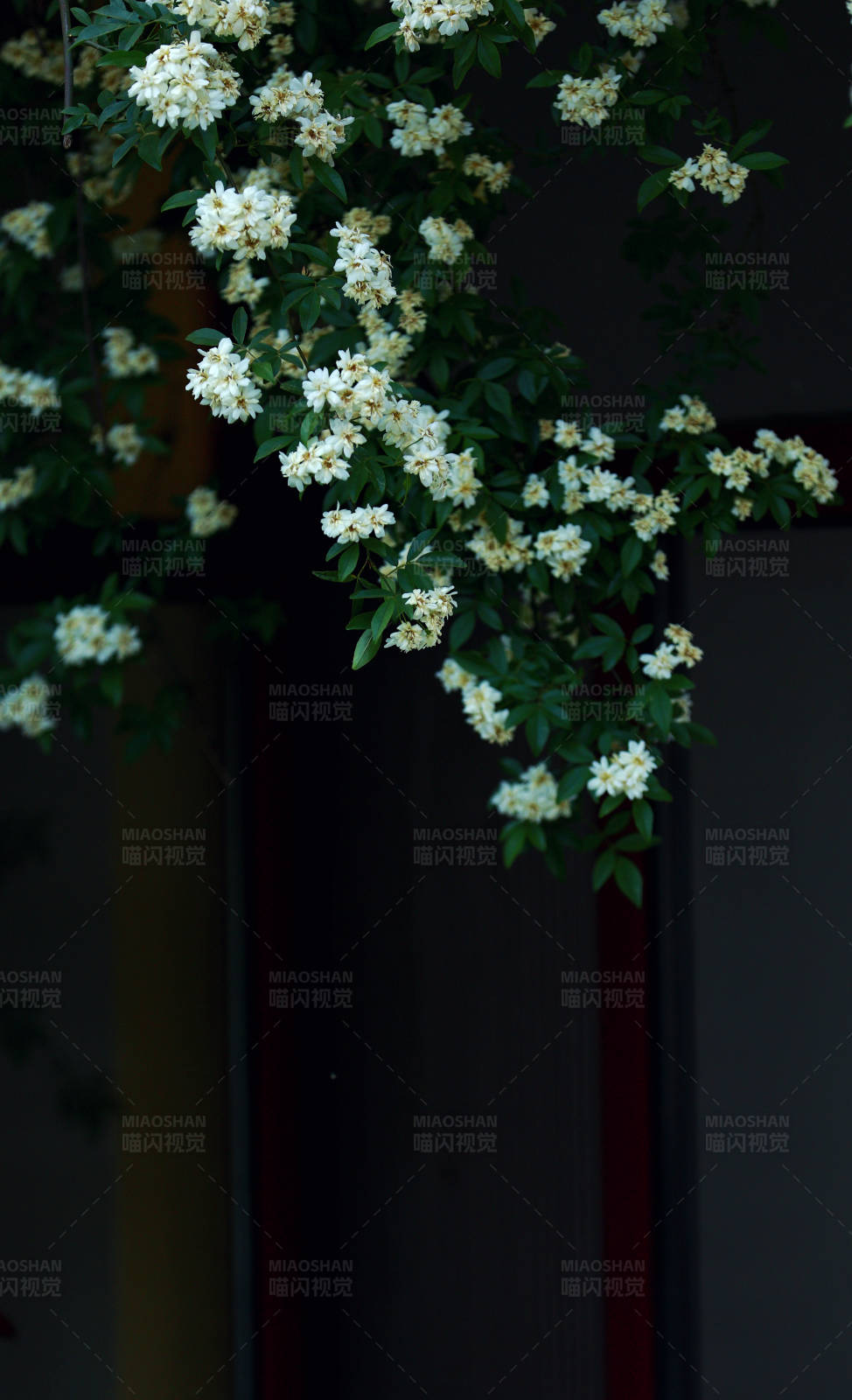 白花绿叶垂挂门边图片