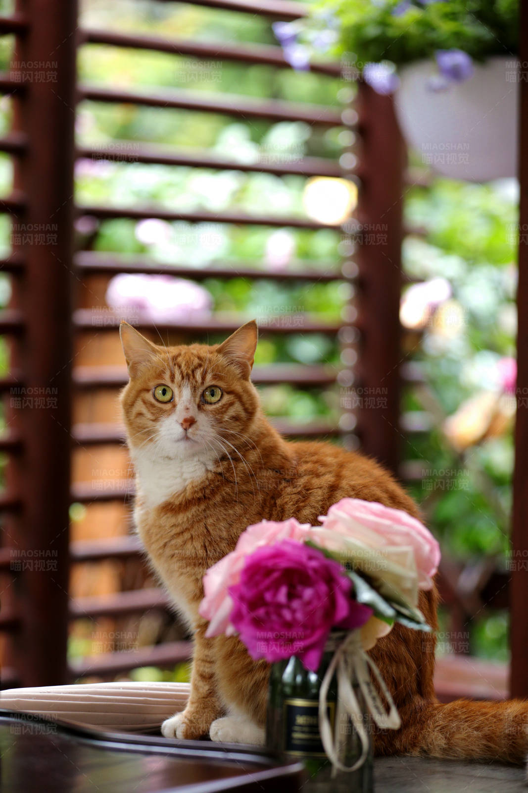 猫咪与花的宁静时光图片