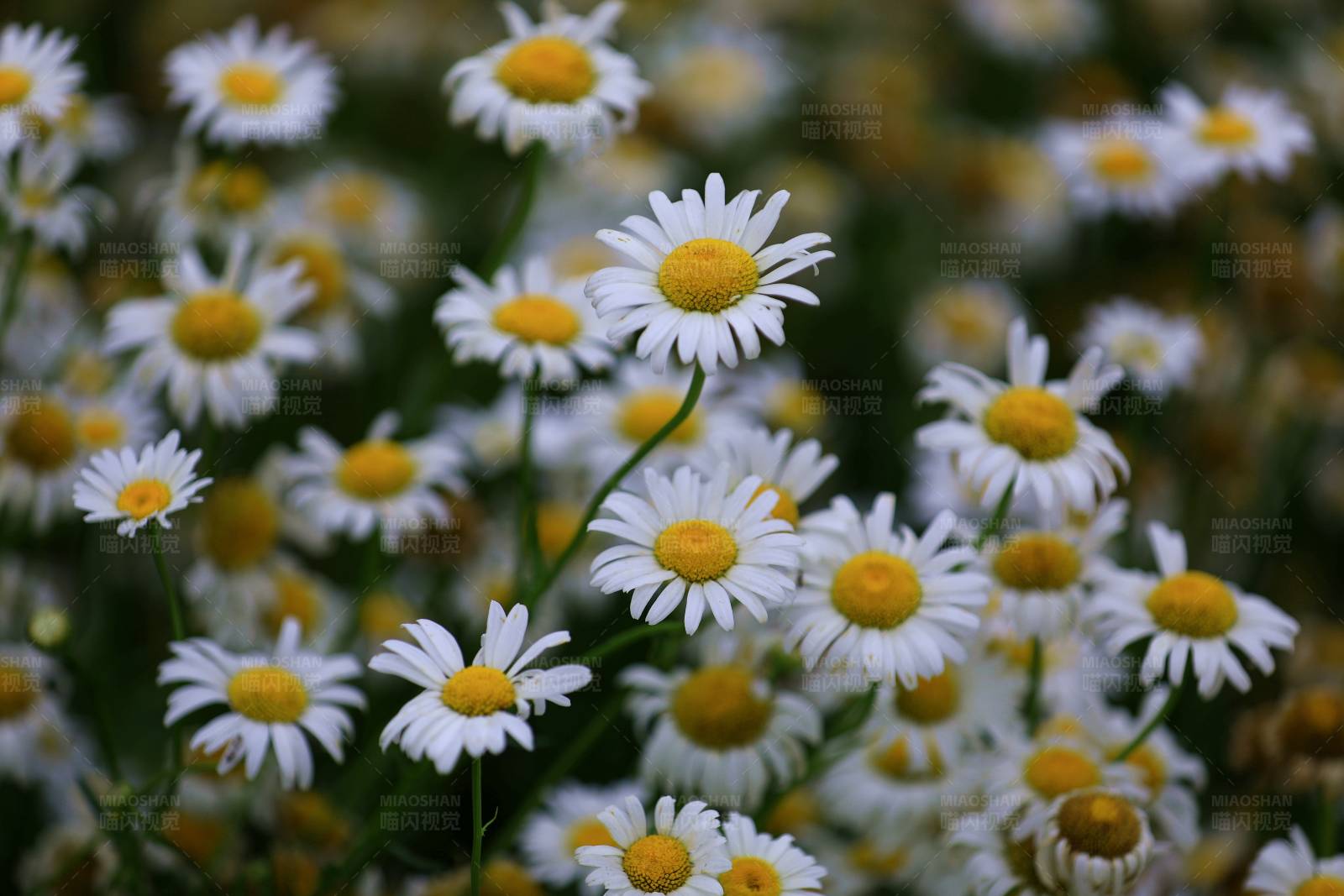 雏菊盛开的花田图片