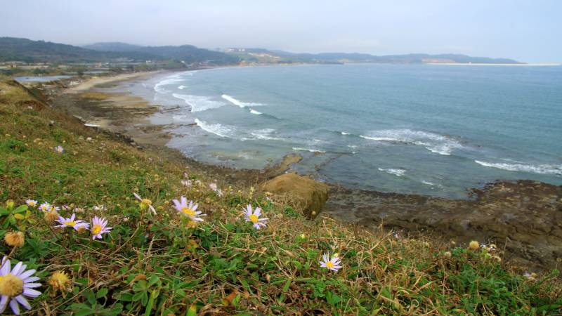  福建镇海角海岸花田图片