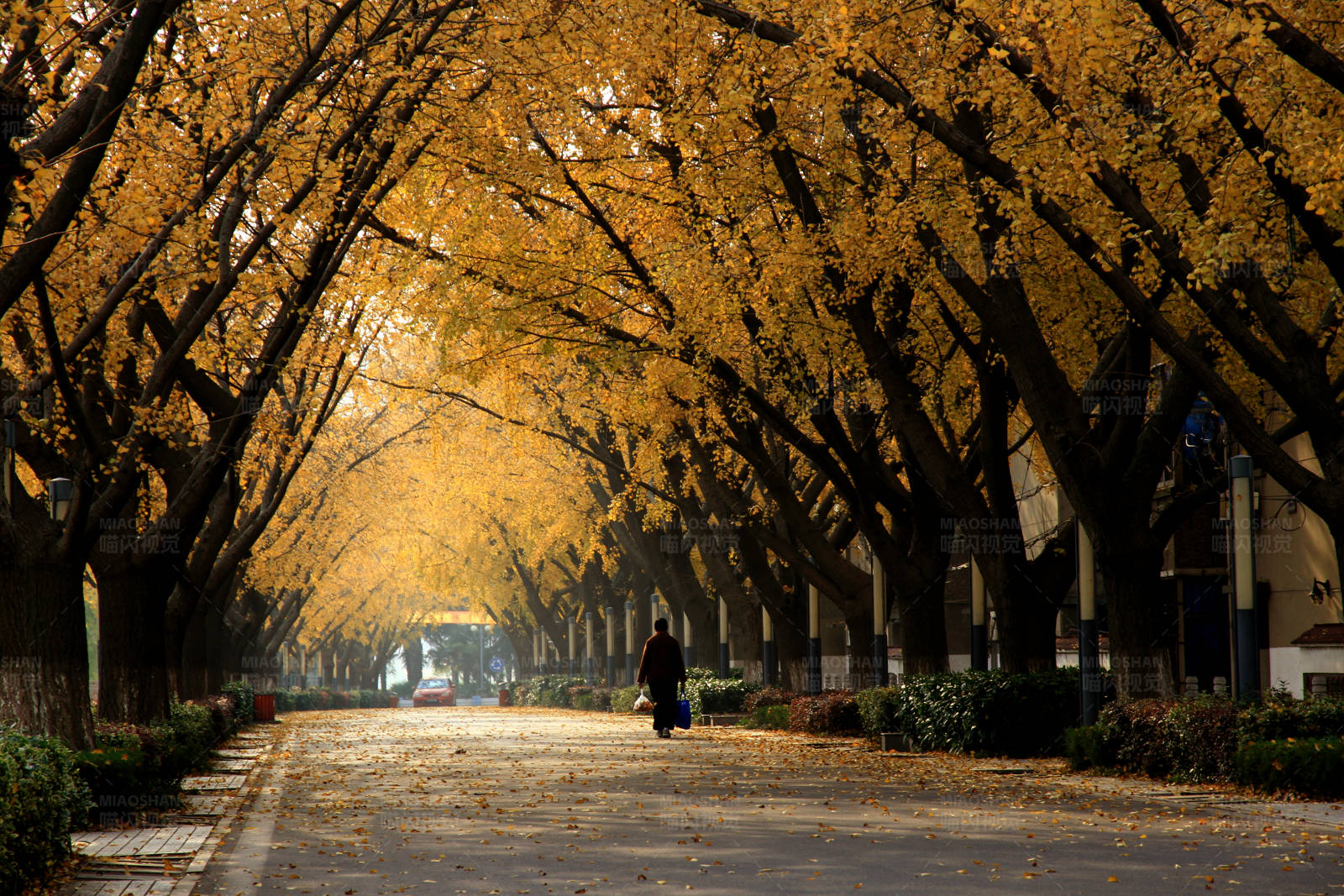 扬州江都引江水利枢纽的黄金大道图片