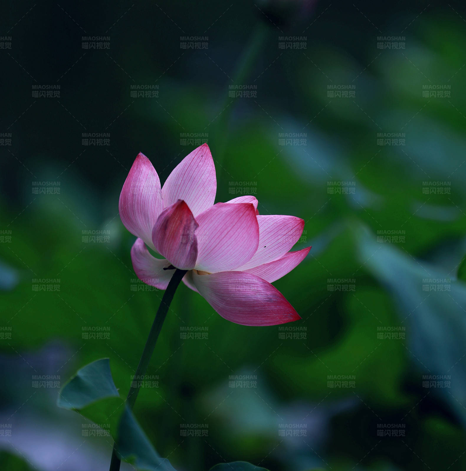 池塘中的粉红荷花图片