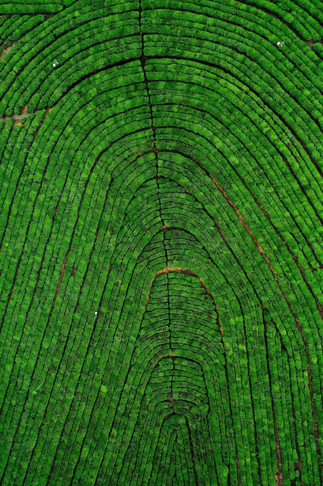 南京高淳茶场的大地指纹图片