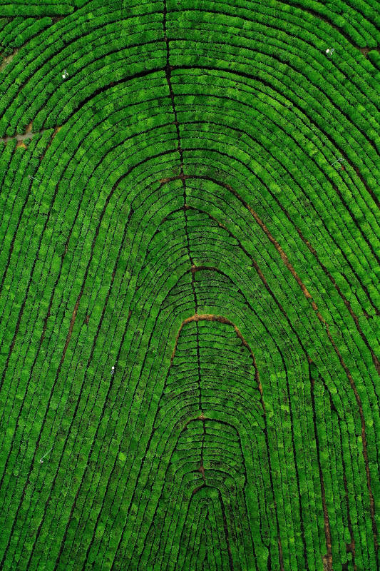 南京高淳茶场的大地指纹图片