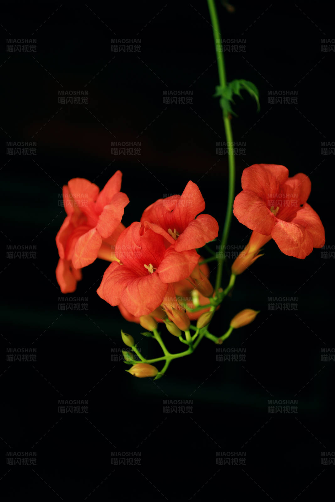 橙色花朵的美丽瞬间图片