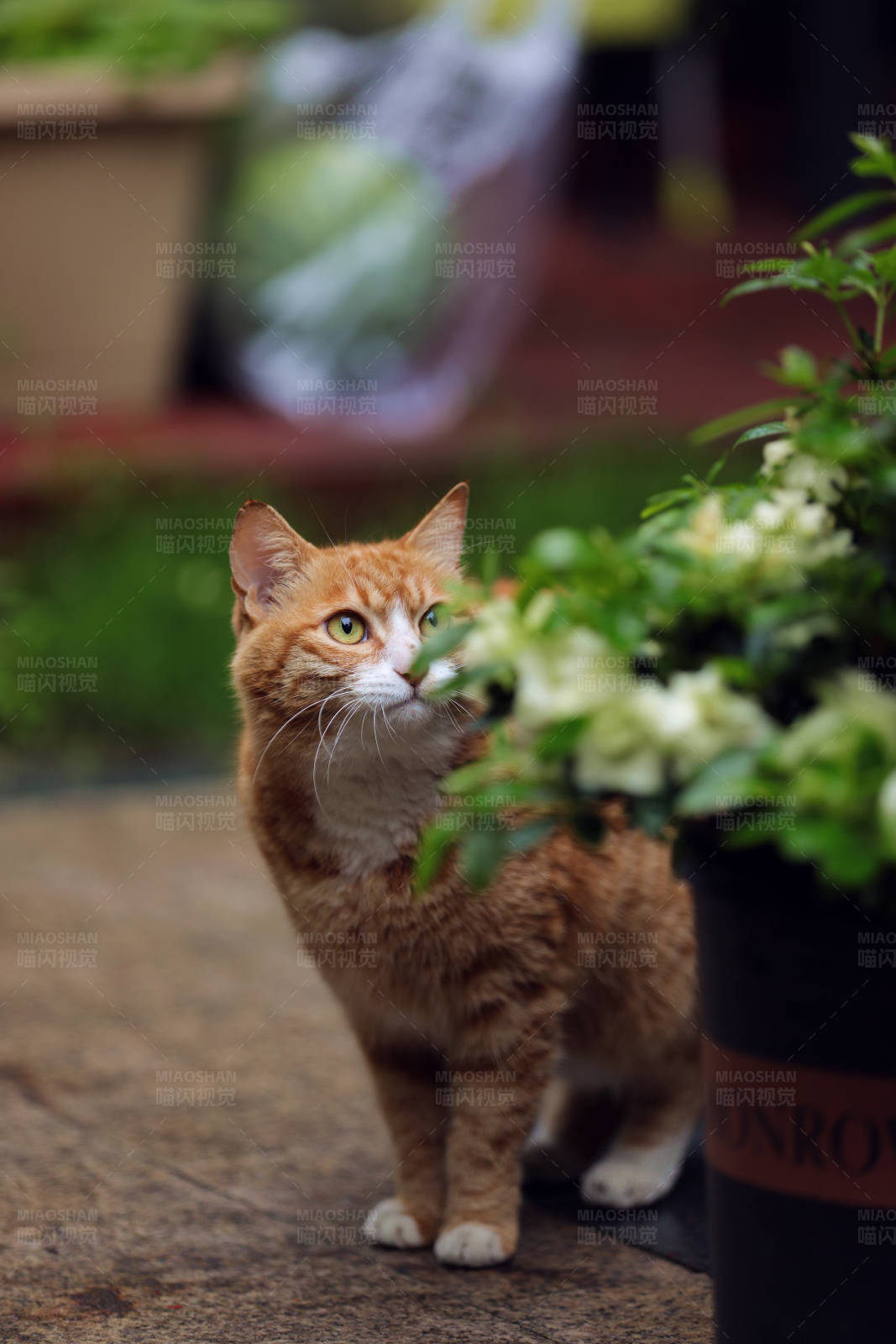 猫咪与花盆图片