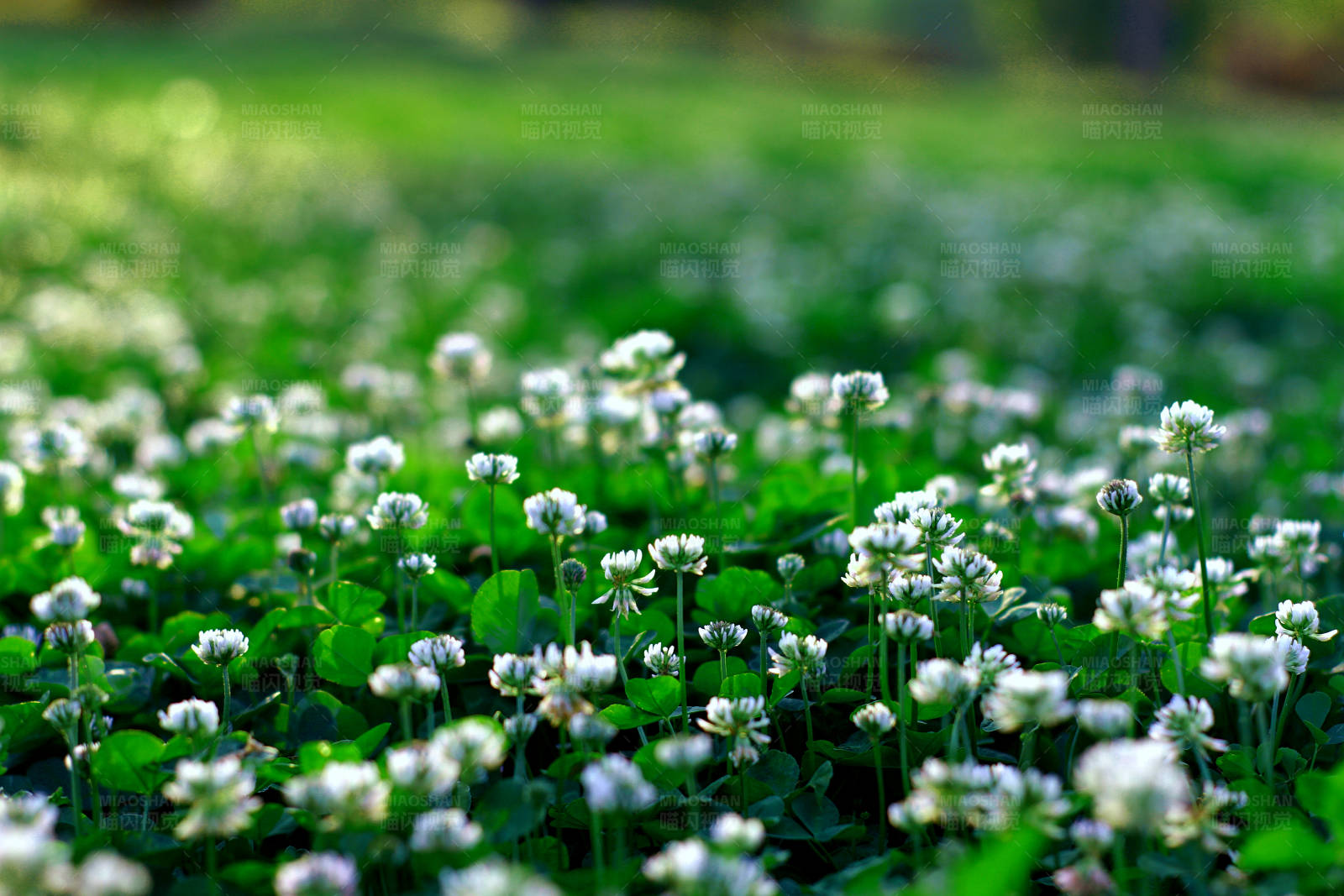白花绿叶草地图片