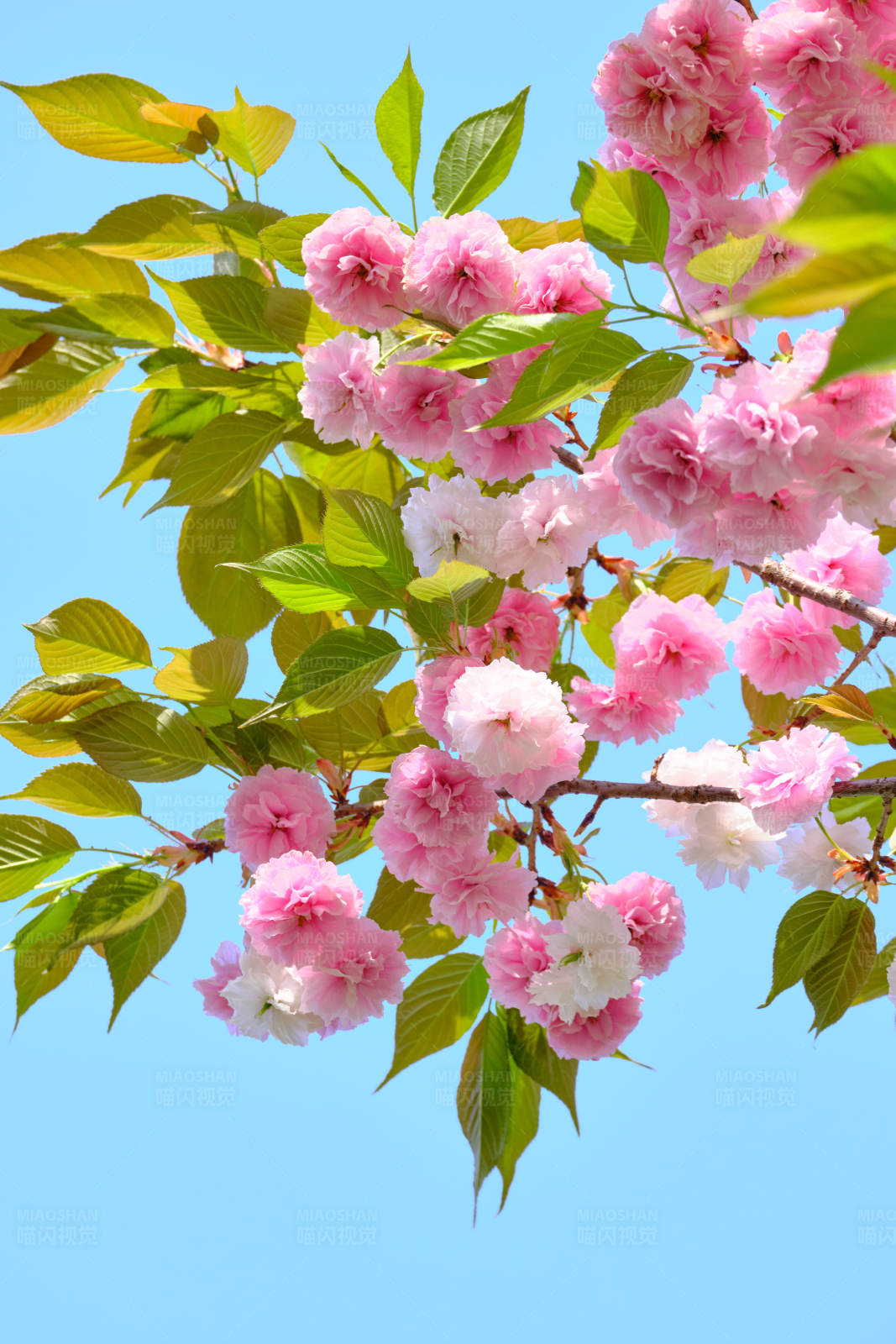 春天的粉色樱花图片