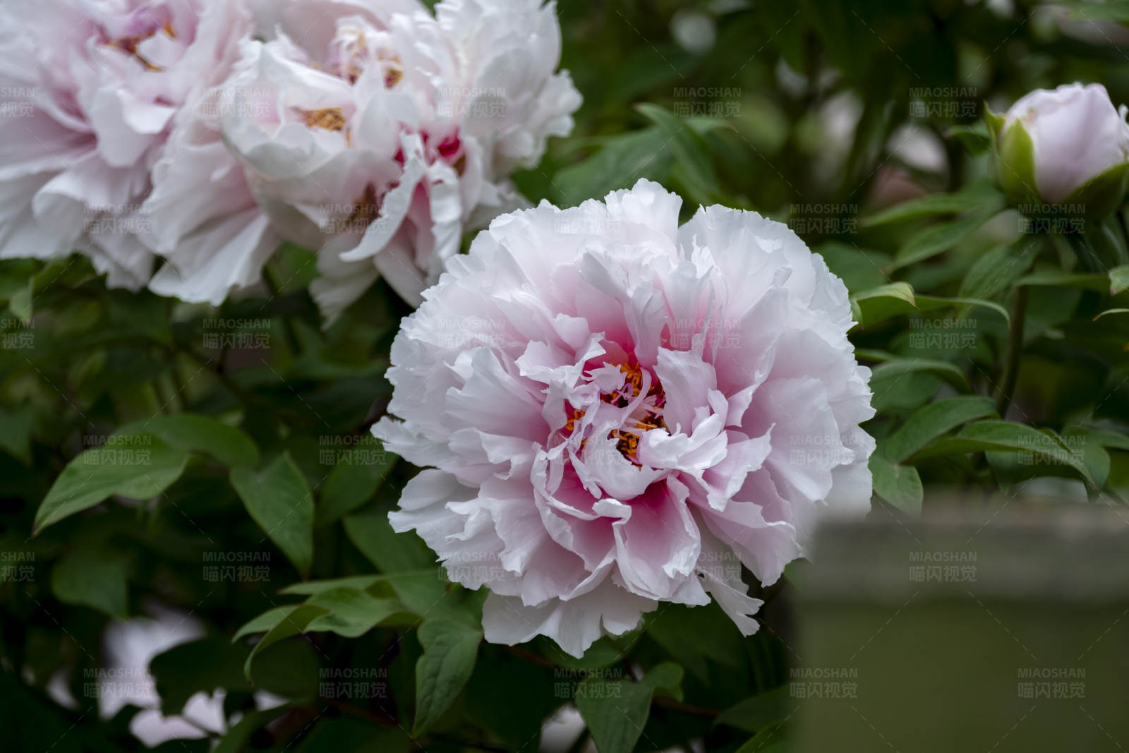 粉色牡丹花图片