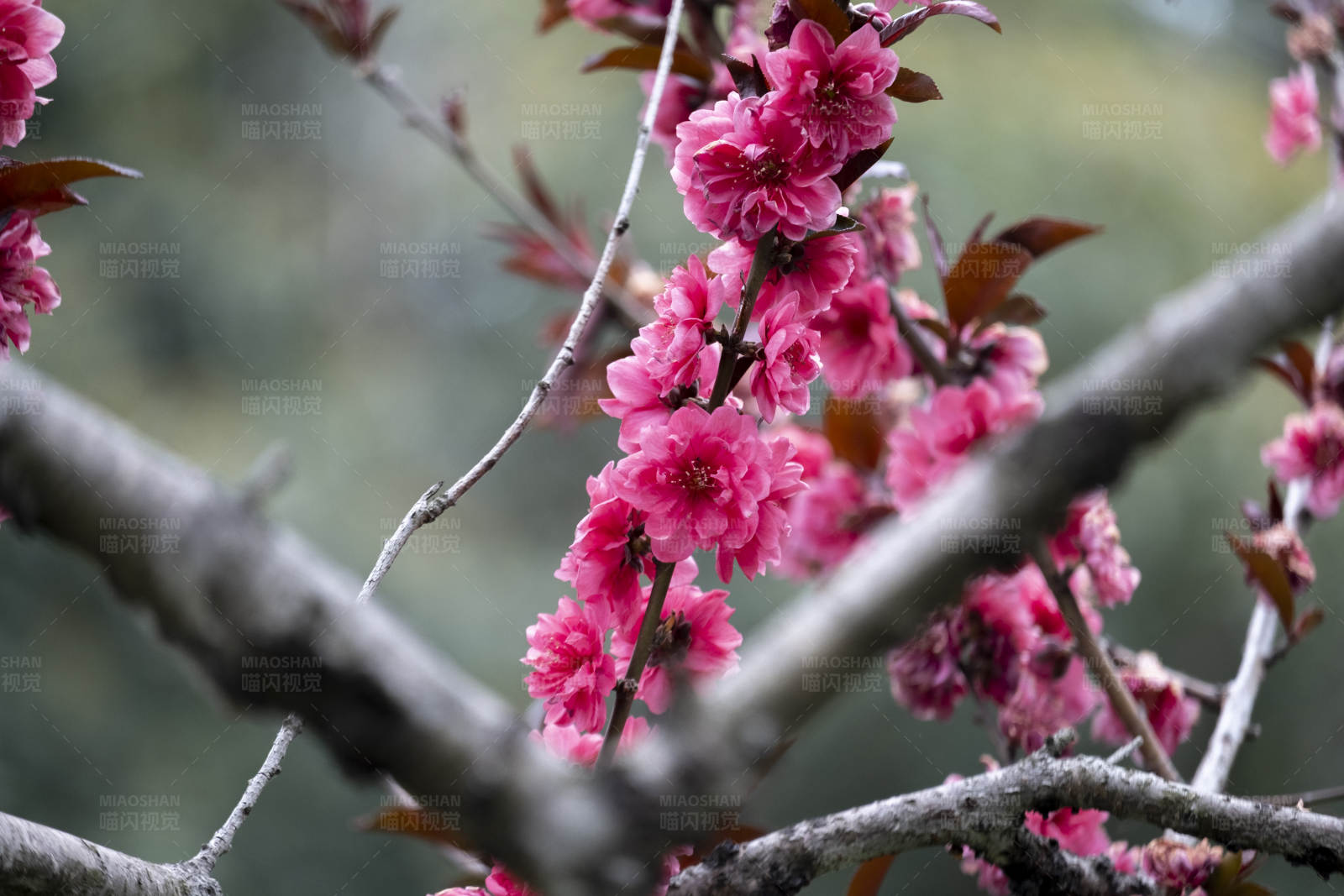 红叶碧桃花朵绽放枝头图片