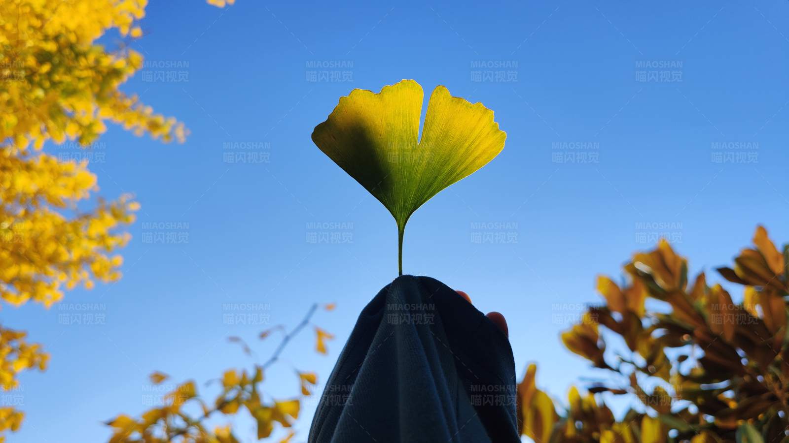 银杏叶与蓝天图片