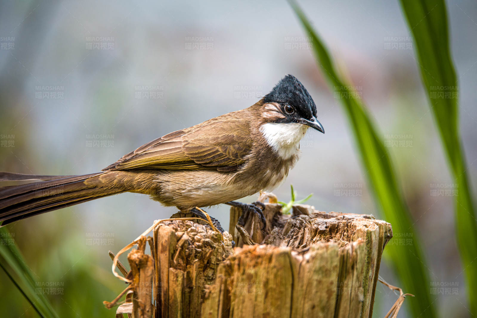 小鸟栖息在树桩上图片