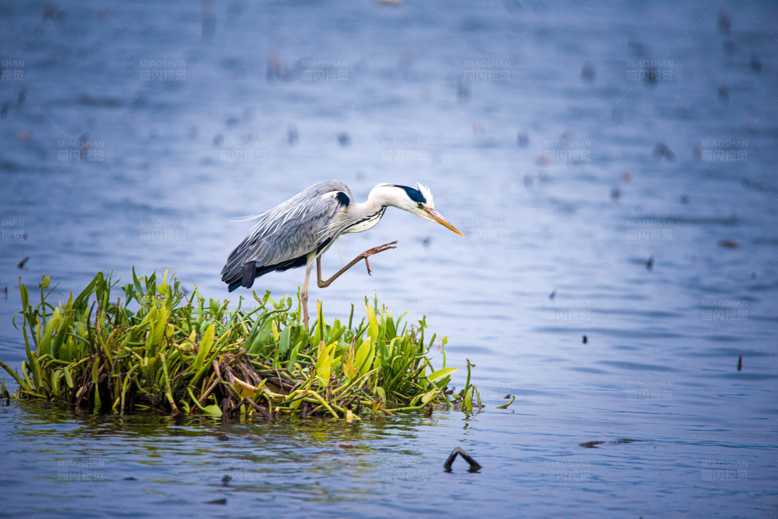 苍鹭栖息水草间图片