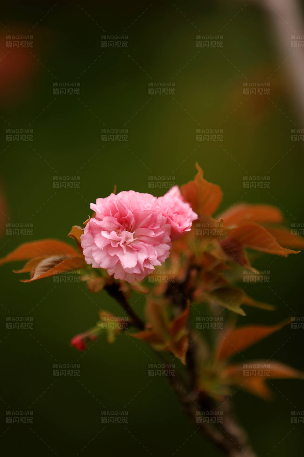 粉色樱花绽放图片