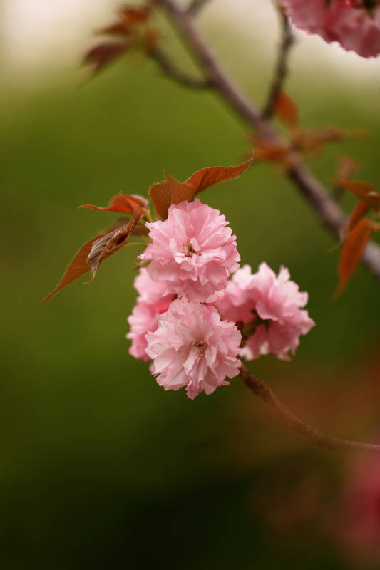 樱花花簇特写图片