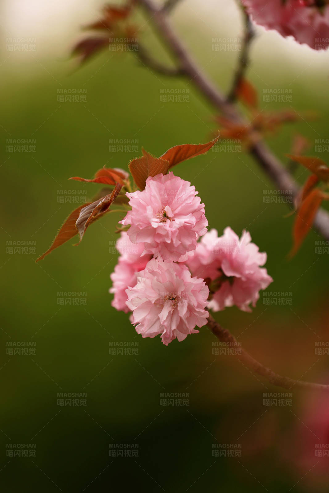 樱花花簇特写图片