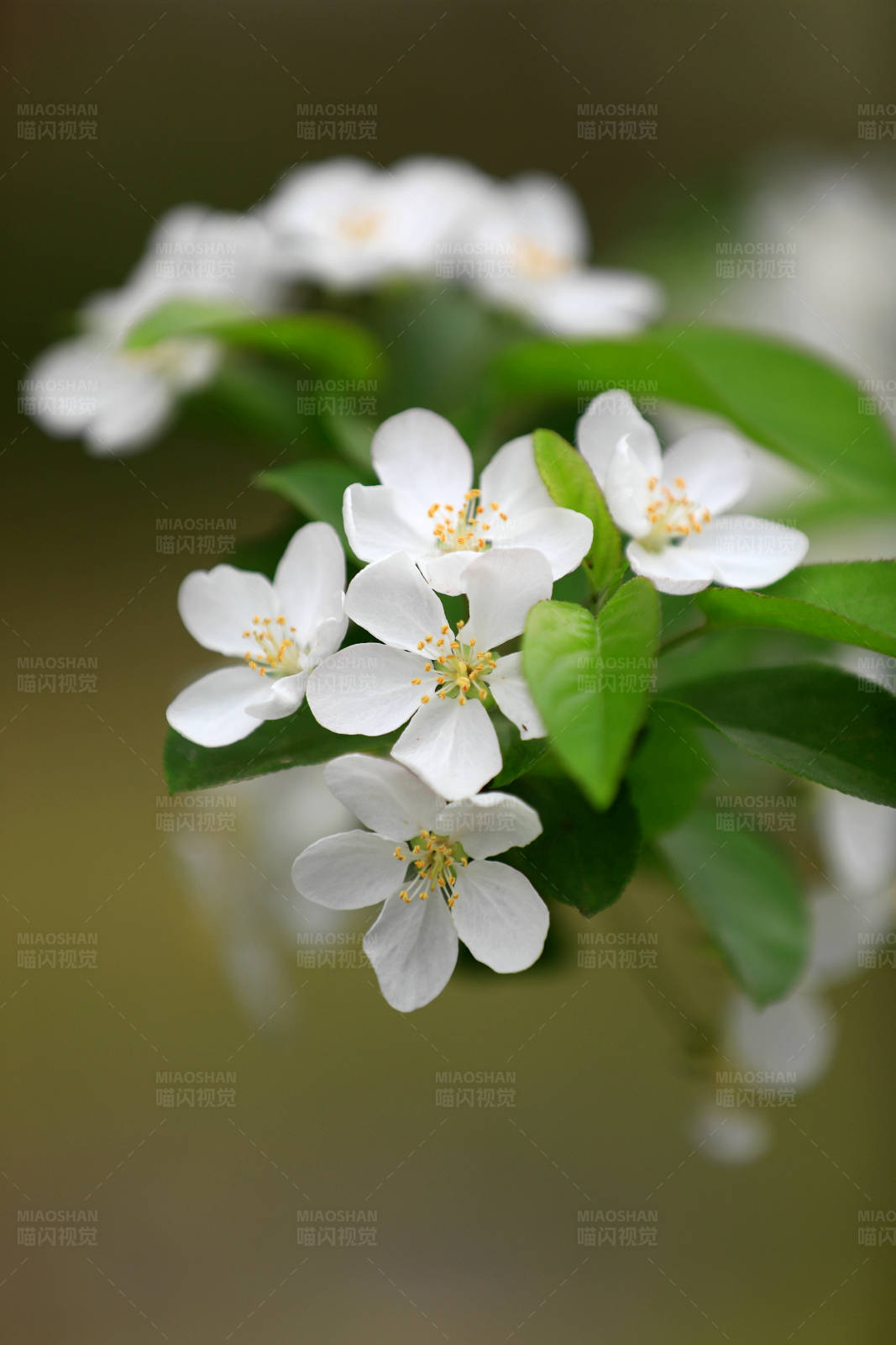 白海棠花簇特写图片
