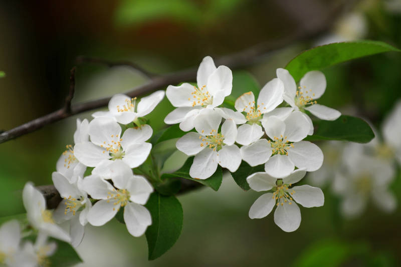 白海棠盛开图片