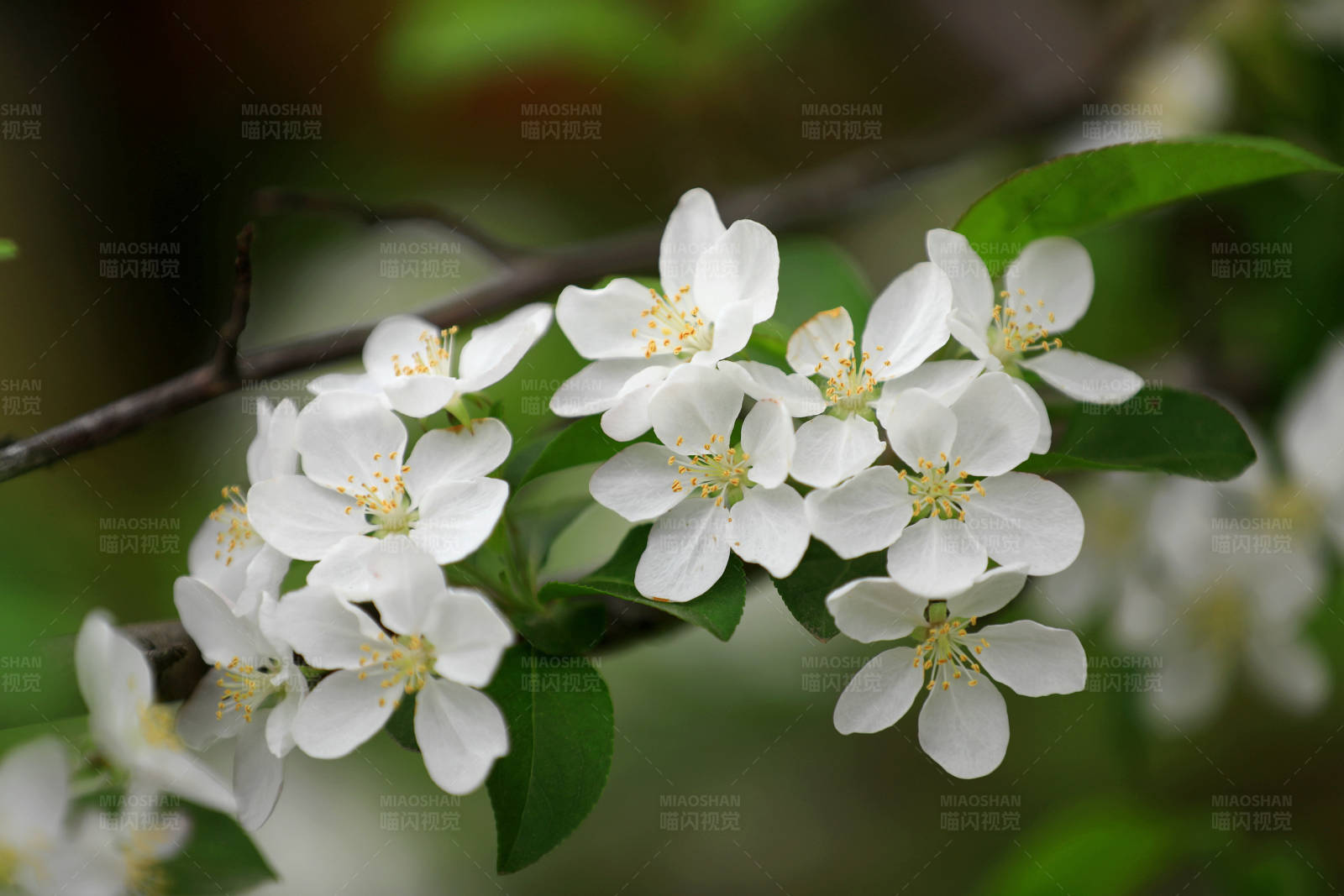 白海棠盛开图片