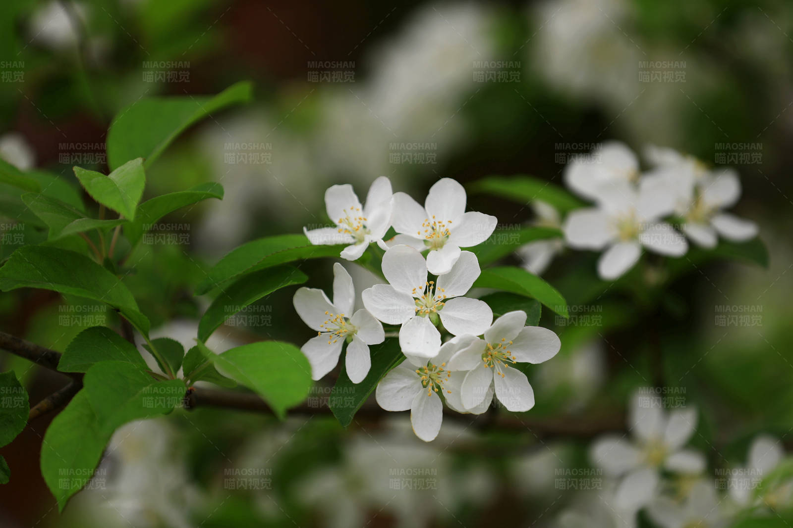 白花绿叶春意浓图片