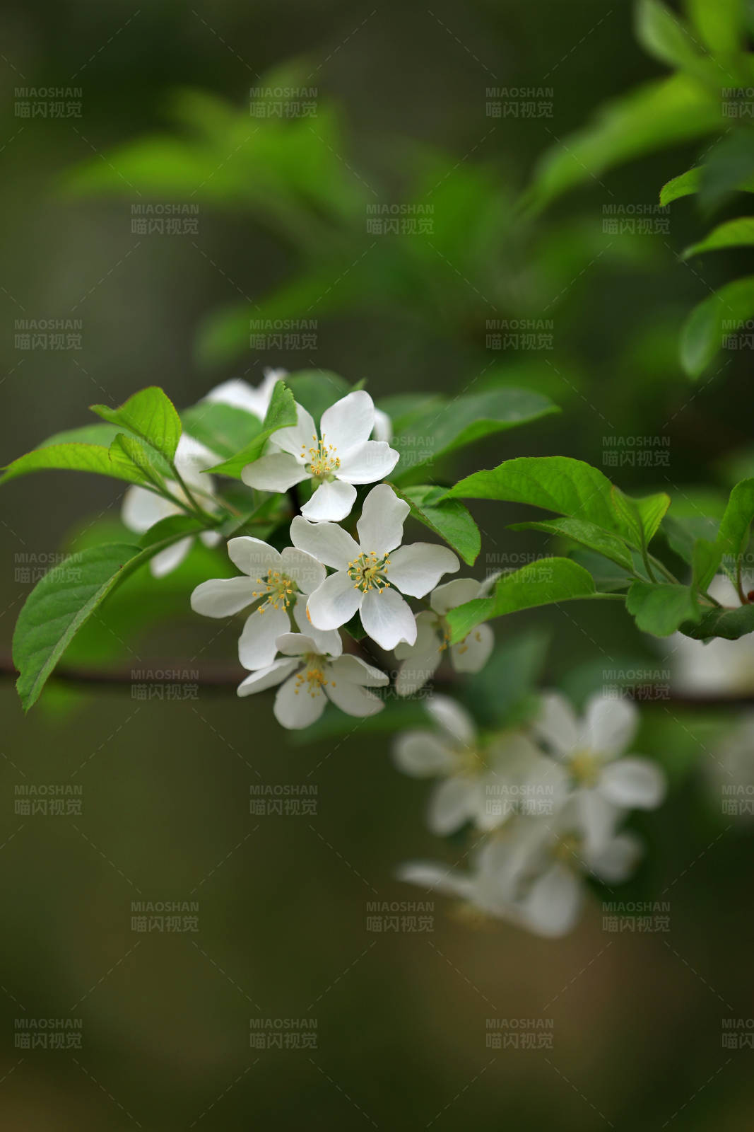 白色海棠花特写图片