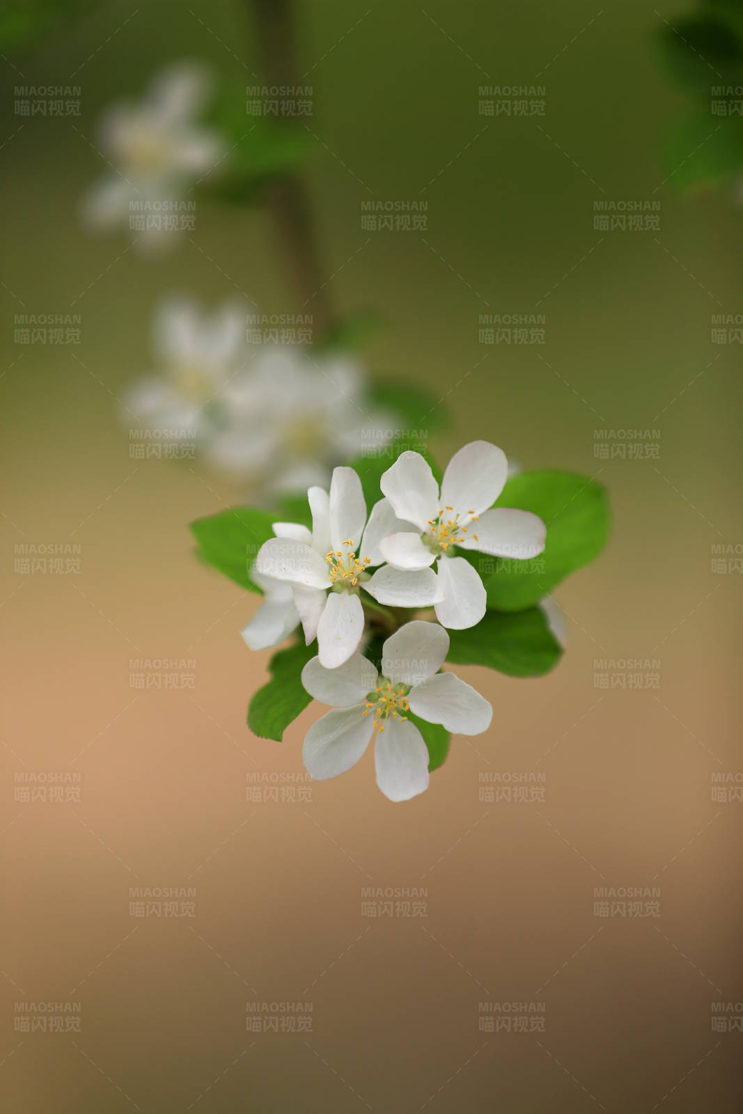 海棠绽放 春意盎然图片
