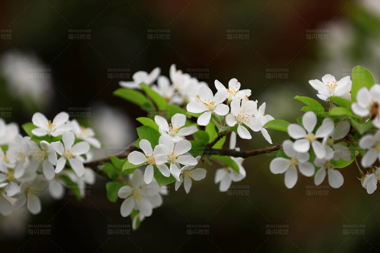 海棠绽放 春意盎然图片