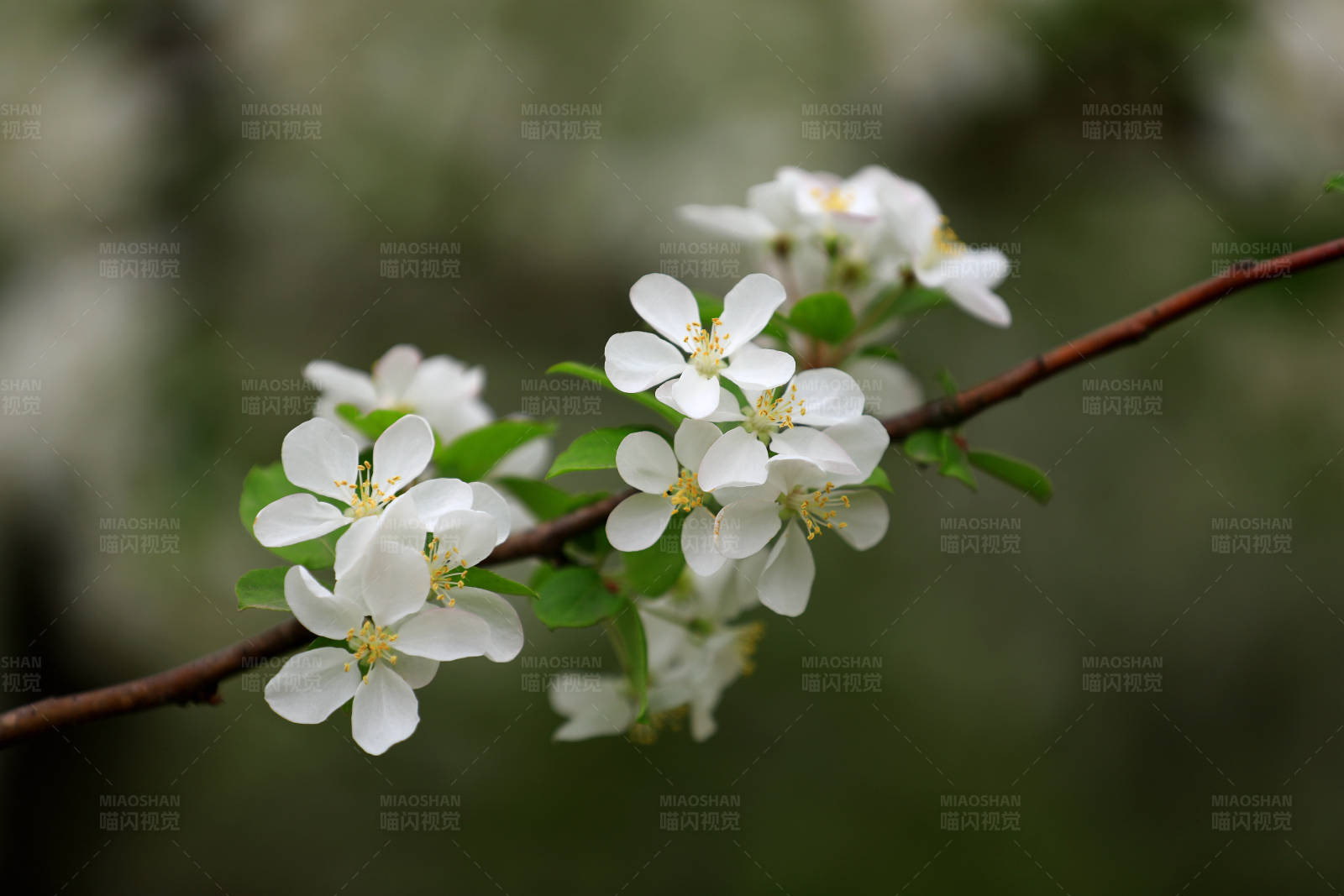 春日白海棠图片