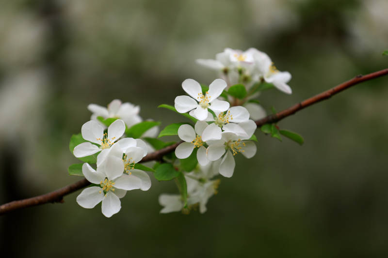 春日白海棠图片