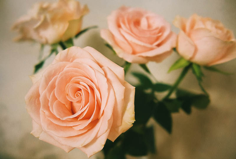 淡雅粉红玫瑰花束图片