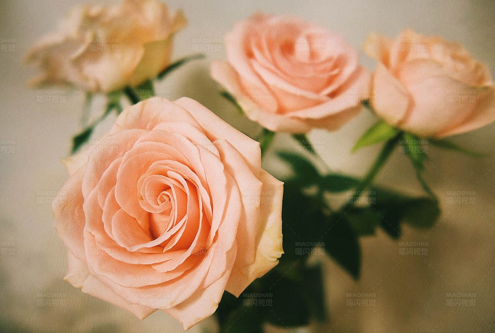 淡雅粉红玫瑰花束图片