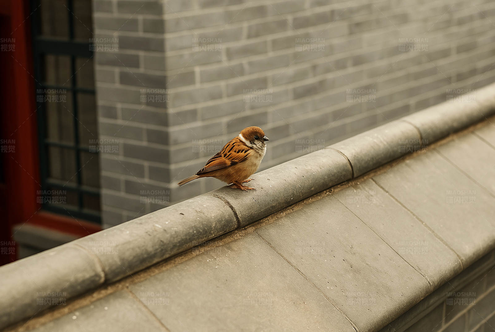 小鸟栖息在屋檐上图片