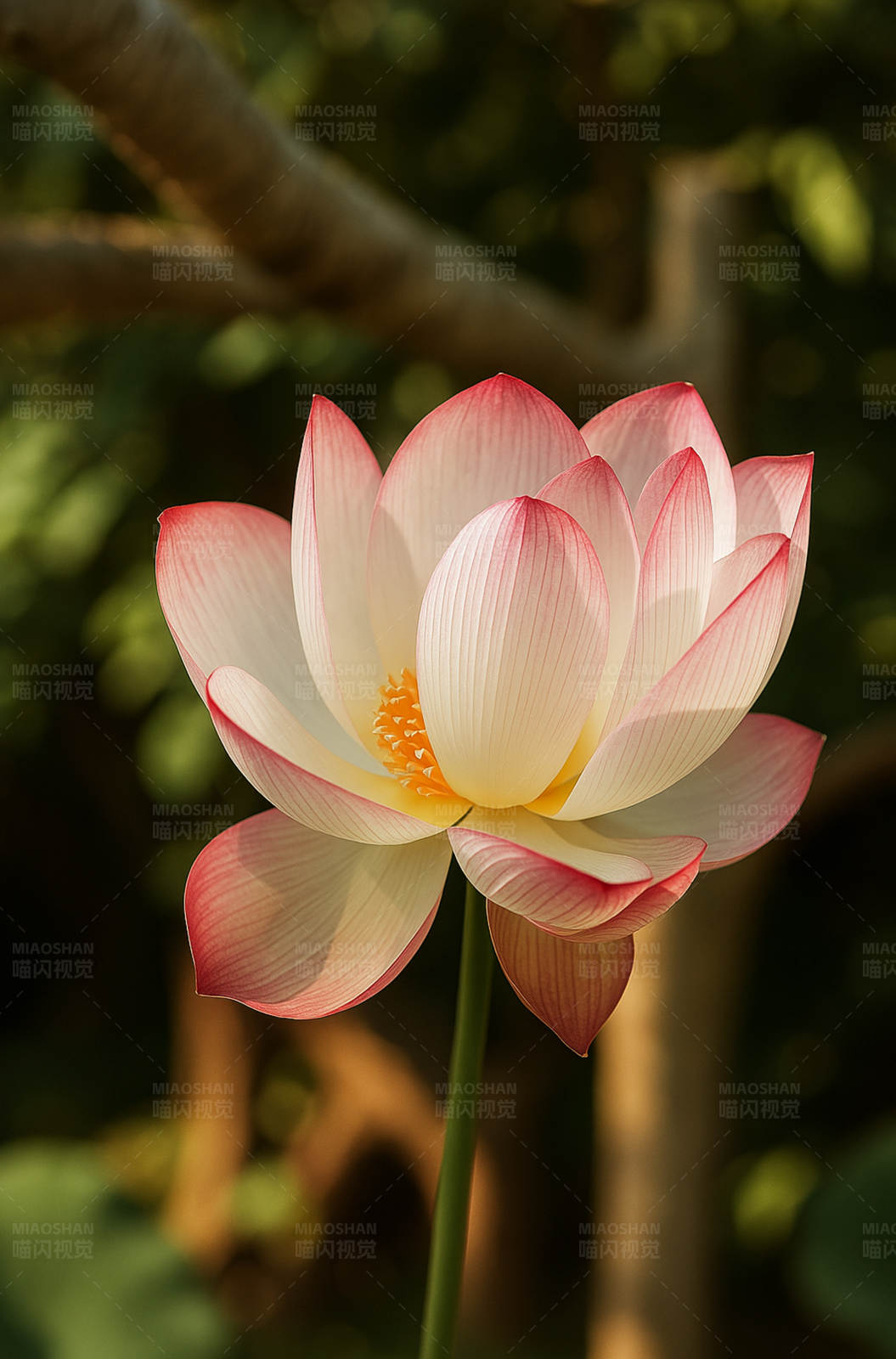 盛开的莲花图片