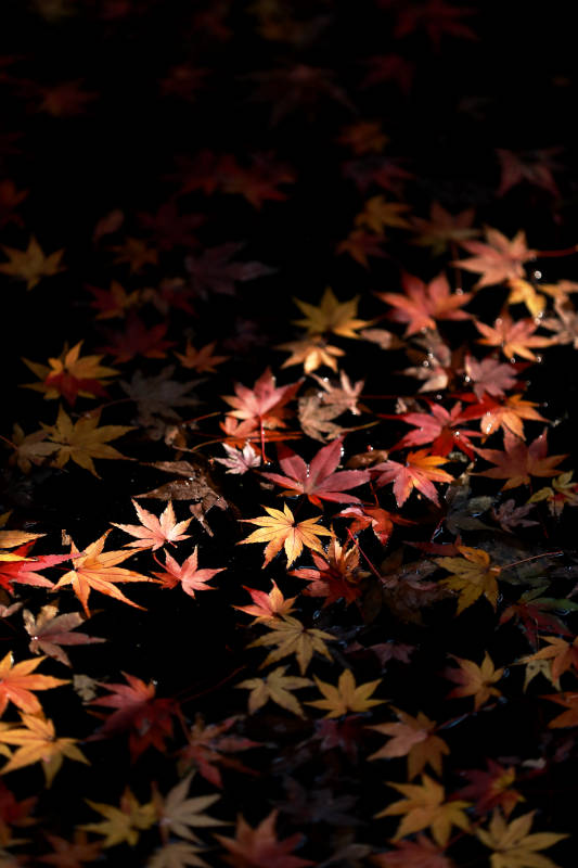 秋叶飘落水中图片