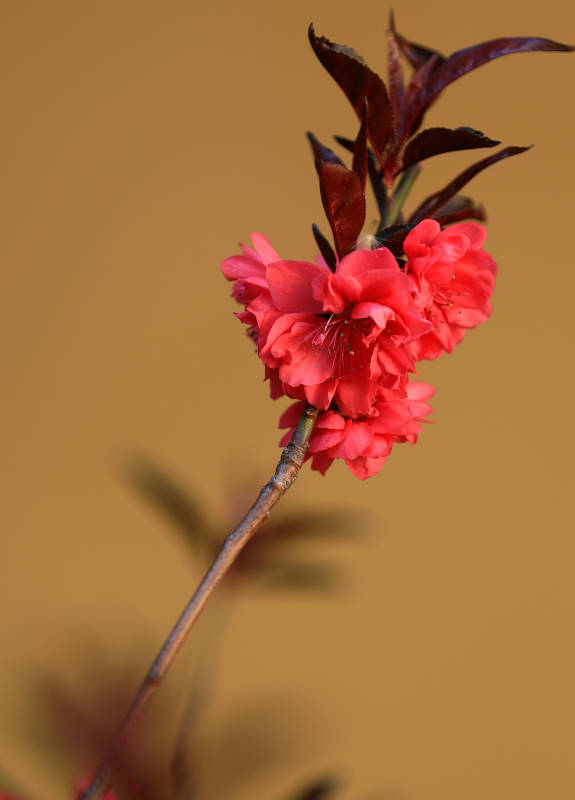 红花独枝 春意盎然图片