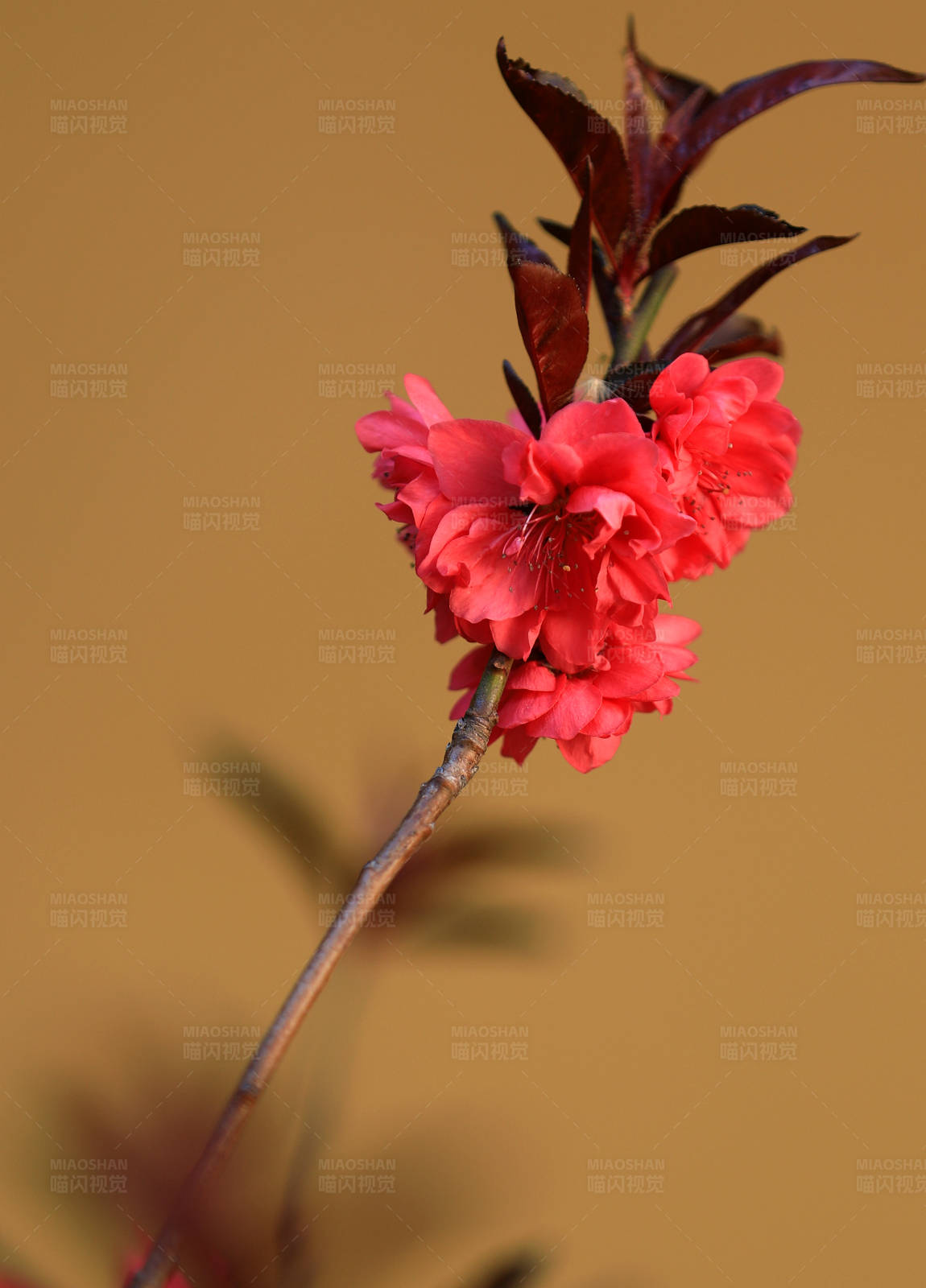 红花独枝 春意盎然图片