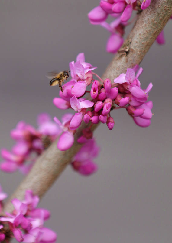 蜜蜂与粉花图片