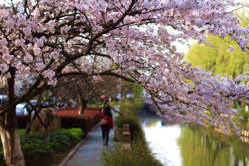 常熟樱花盛开的河畔散步图片