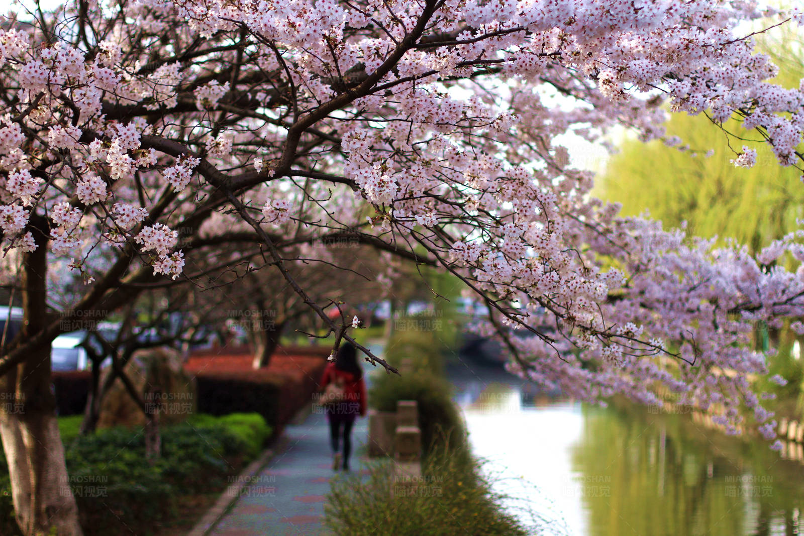 常熟樱花盛开的河畔散步图片