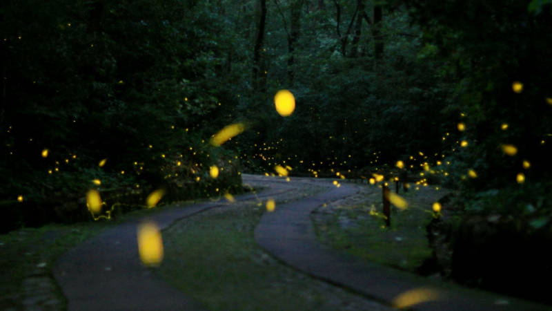 南京紫金山夏日萤火虫之夜图片
