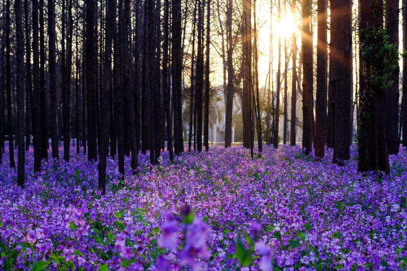 晨曦中的南京理工大学二月兰花海图片