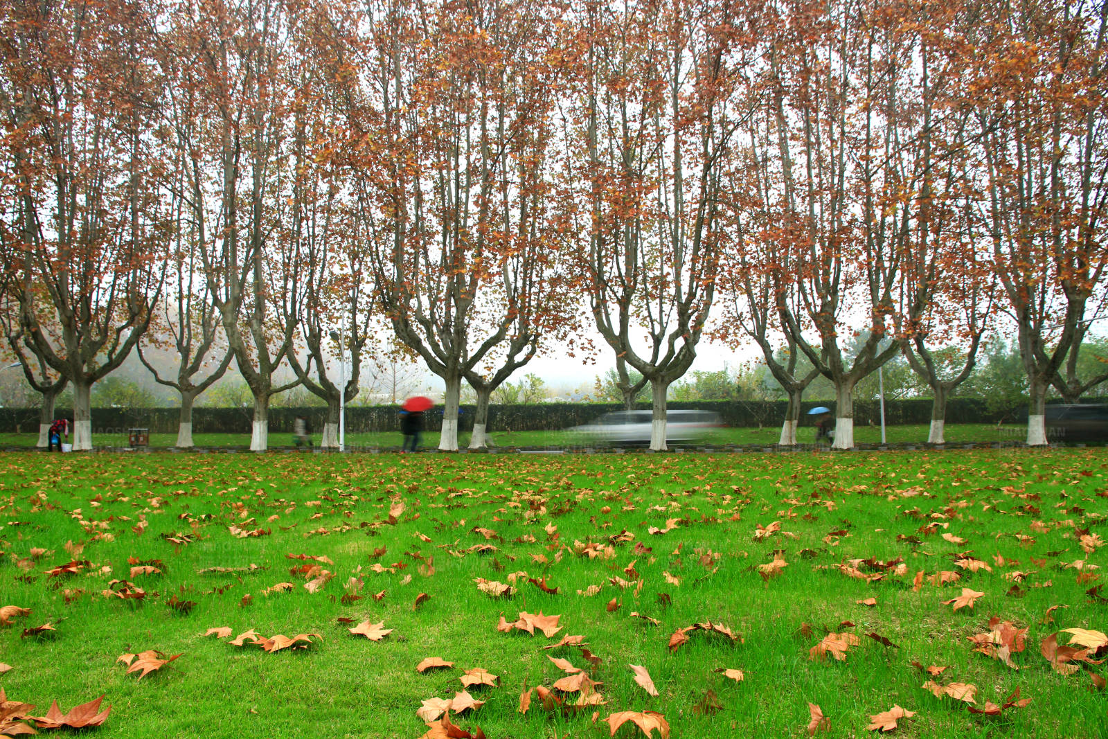 南京秋日梧桐大道落叶景色图片