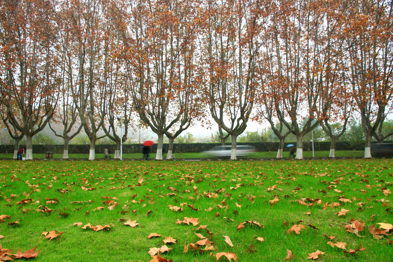 南京秋日梧桐大道落叶景色图片