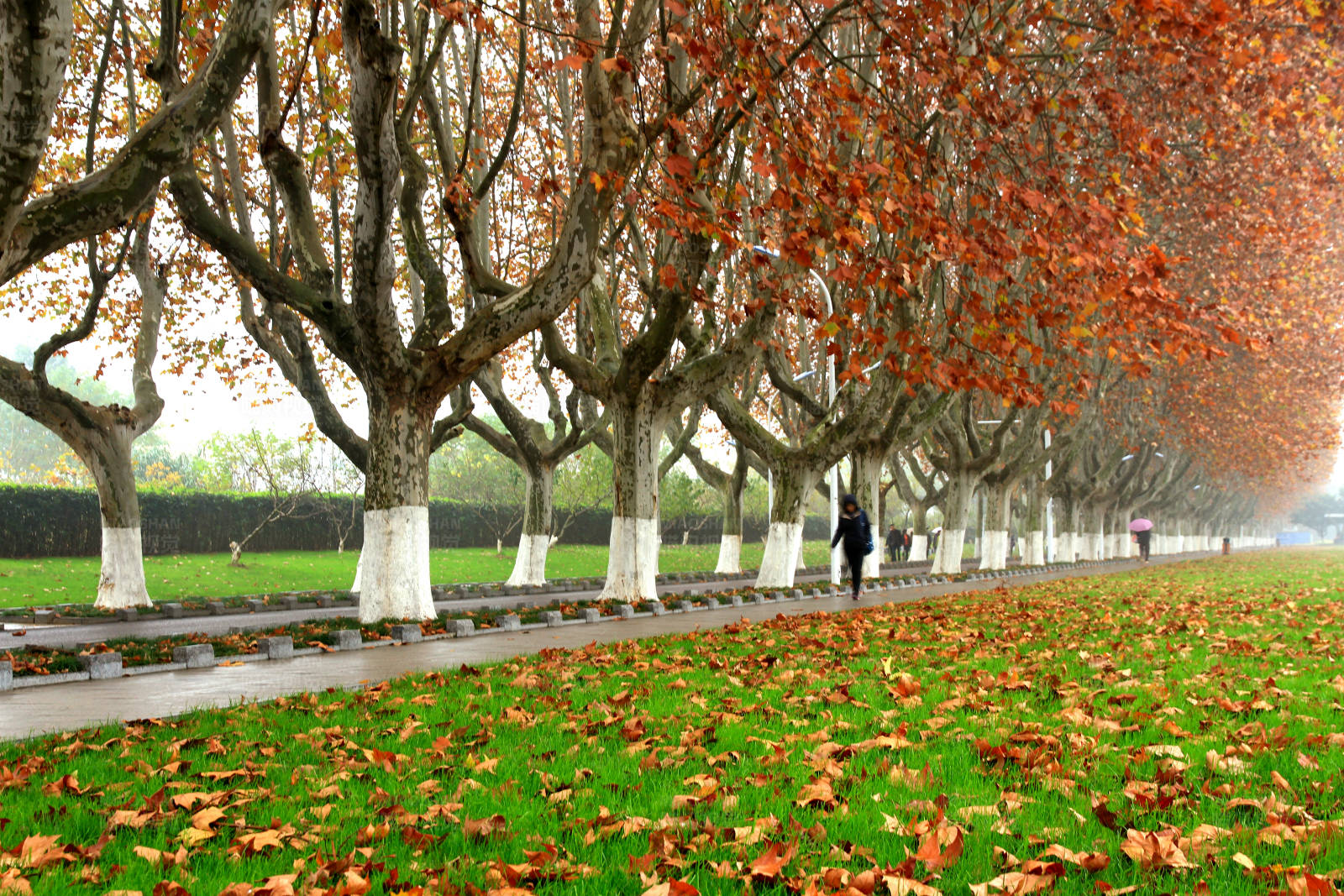 南京秋日梧桐大道的散步者图片