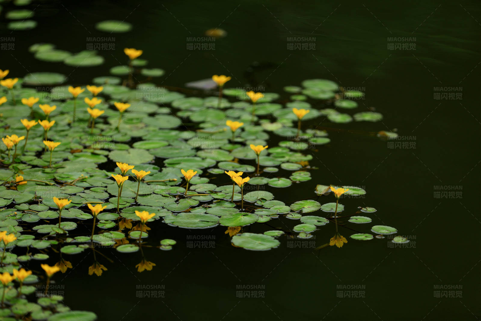 湖面黄色的荇菜花图片