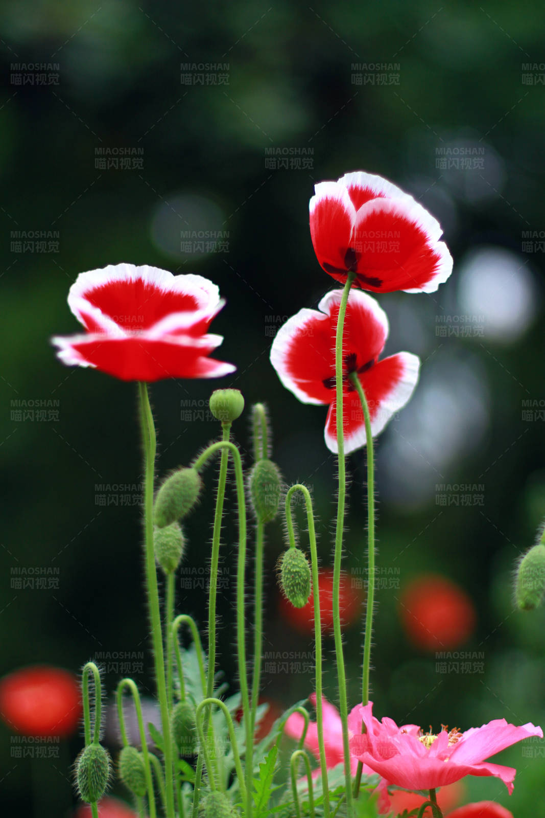 虞美人花朵绽放图片