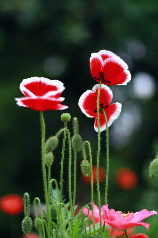 虞美人花朵绽放图片