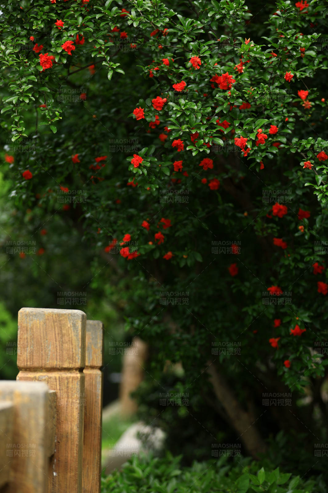 河畔木栏杆旁的石榴花图片