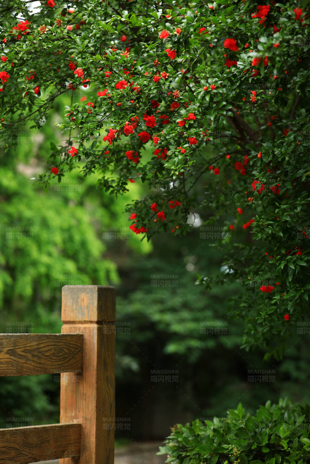河畔石榴花图片